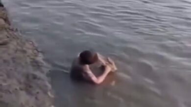 ¿Vínculo real o peligro mortal? El polémico video de un niño cepillándole los dientes a un caimán