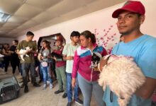 Misión Nevado ha beneficiado a más de 42 mil mascotas en el primer trimestre del año