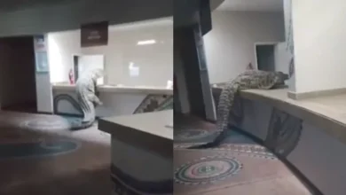 Capturan a un enorme cocodrilo tras colarse en el área de alimentos de un exclusivo hotel