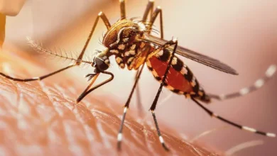 Letalidad de la Fiebre Amarilla alcanza el 55,3 %: Monagas reporta 5 contagios oficiales