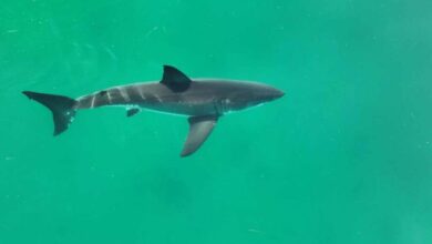 Científicos alertan sobre el consumo de cazón en Venezuela