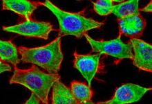 Así funciona la sonda fluorescente que revela partes inexploradas de la célula