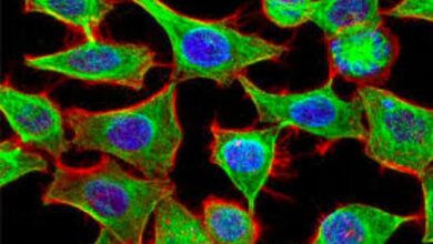 Así funciona la sonda fluorescente que revela partes inexploradas de la célula