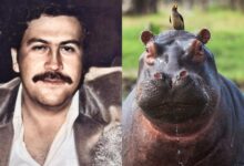 Magnate indio propone rescatar a 80 hipopótamos de Pablo Escobar para evitar su eutanasia