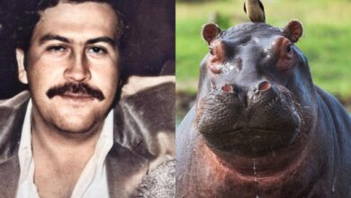 Magnate indio propone rescatar a 80 hipopótamos de Pablo Escobar para evitar su eutanasia