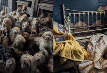 Rescatan a más 250 perritos hacinados en una casa de Inglaterra