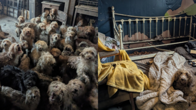 Rescatan a más 250 perritos hacinados en una casa de Inglaterra
