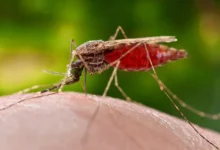Casos de malaria ascienden a 134 tras reporte de la semana 13 del Ministerio de Salud