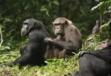 ¿El ‘Planeta de los Simios’ real? Documentan la primera fractura letal entre chimpancés de la historia