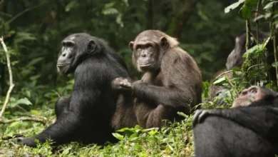 ¿El ‘Planeta de los Simios’ real? Documentan la primera fractura letal entre chimpancés de la historia