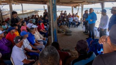 Zafra sardinera en la Isla de Coche: Acuerdan nuevas estrategias para optimizar la comercialización