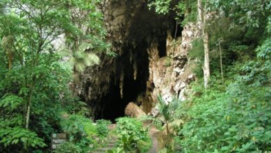 El Guácharo: El pulmón vegetal compartido entre Monagas y Sucre celebra su fecha de decreto oficial
