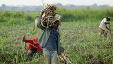 Comuneros de Guárico se incorporan al Plan Agroalimentario 2026 para la siembra de maíz