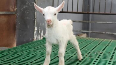 Científicos chinos clonan en serie seis cabras lecheras de altísimo rendimiento
