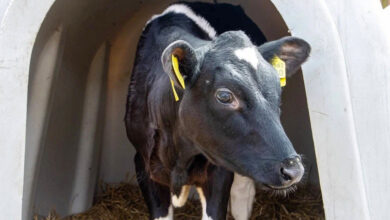 Zviózdochka, la vaca rusa clonada, da a luz a su primera ternera en Krasnodar