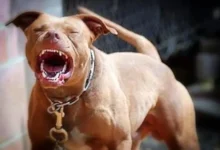 Hombre muere atacado por su propio perro pitbull