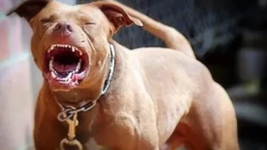 Hombre muere atacado por su propio perro pitbull