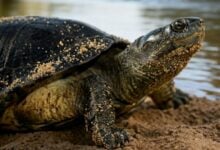 Consumo de ejemplares juveniles de la tortuga arrau frena su recuperación en el Orinoco