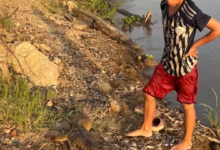 Niño colombiano reaparece en video para defender su insólita amistad con un caimán