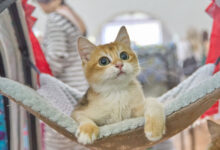 Las 10 razas de gatos más recomendadas para convivir con niños