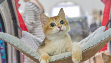 Las 10 razas de gatos más recomendadas para convivir con niños