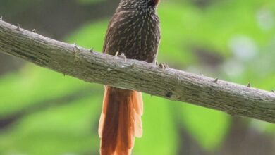 Registran seis especies de aves nuevas en Delta Amacuro