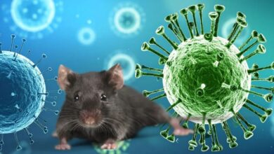 Hantavirus: Seis pasajeros del crucero MV reciben el alta y seguirán cuarentena en casa