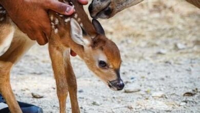 Nace una cría de venado cola blanca en el Zoológico Las Delicias de Maracay