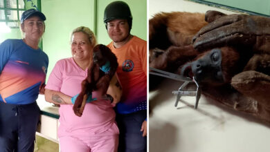 Rescatan a mono araguato tras recibir descarga eléctrica en El Tigre