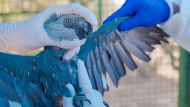 Rescatan a 69 guacamayos azules en peligro de extinción en Brasil