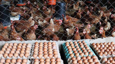 Fenavi proyecta crecimiento del 60% en la producción avícola nacional para 2026