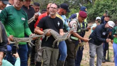 129 caimanes del Orinoco fueron liberados en el Refugio "Caño Guaritico"