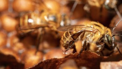 Lanzan campaña en Bolívar para salvar a las abejas y proteger la producción de alimentos