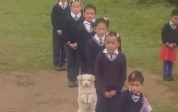 Un perro se vuelve viral por su impecable conducta en un acto escolar