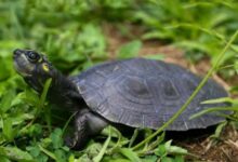 Liberan miles de tortugas arrau, terecay y caimanes del Orinoco