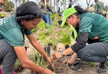 Inicia el Plan Chuquisaca con la siembra de 1500 araguaneyes en Maturín