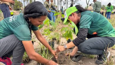 Inicia el Plan Chuquisaca con la siembra de 1500 araguaneyes en Maturín