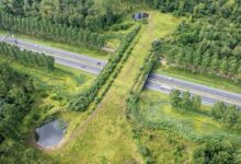 Ingeniería verde en China: Construyen "superpuente" exclusivo para el cruce de animales