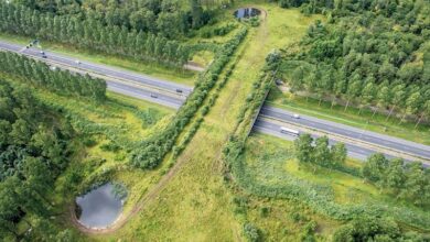 Ingeniería verde en China: Construyen "superpuente" exclusivo para el cruce de animales