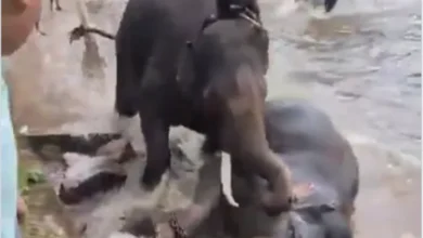 Turista fallece tras quedar atrapada en una pelea de elefantes en la India