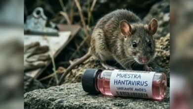 Brasil confirma primera muerte por hantavirus en 2026 en Minas Gerais