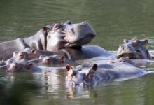 India ofrece salida humanitaria para los hipopótamos del río Magdalena