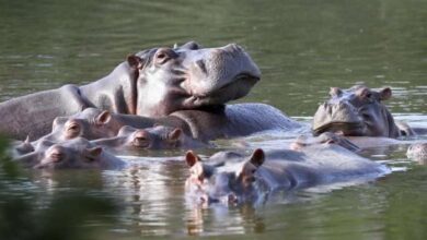 India ofrece salida humanitaria para los hipopótamos del río Magdalena