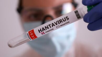 El hantavirus podría ocultarse en los testículos por años, según una nueva investigación