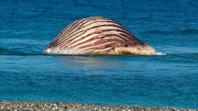 Cadáver de la ballena Timmy podría explotar y enciende la alerta sanitaria en Dinamarca