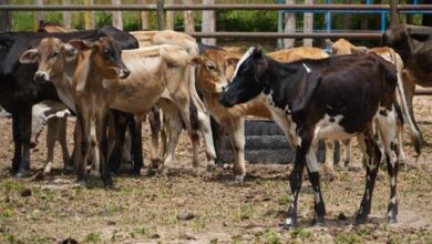 Vacunación contra la fiebre aftosa avanza en Anzoátegui para potenciar la producción agropecuaria