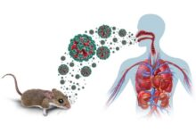 Conozca cómo se descubrió el hantavirus de los Andes