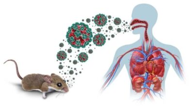 Conozca cómo se descubrió el hantavirus de los Andes