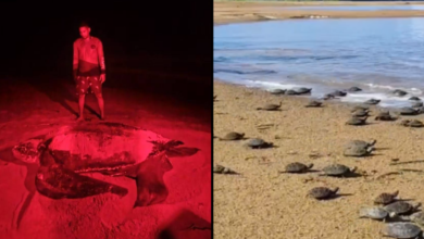 Presidenta (E) celebra desove de tortuga Cardón y liberación de especies en Apure