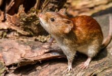 Alerta en Argentina: Se registran 41 casos de hantavirus en lo que va de 2026